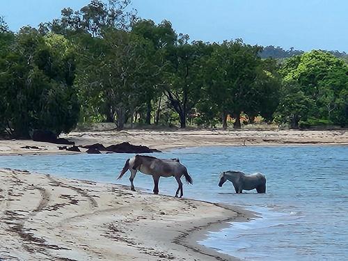 Horses on a beach