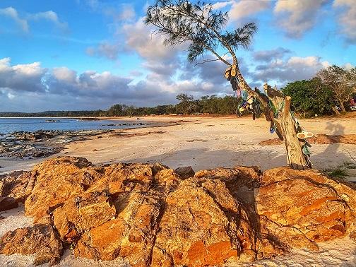 Thong tree, Alau Beach