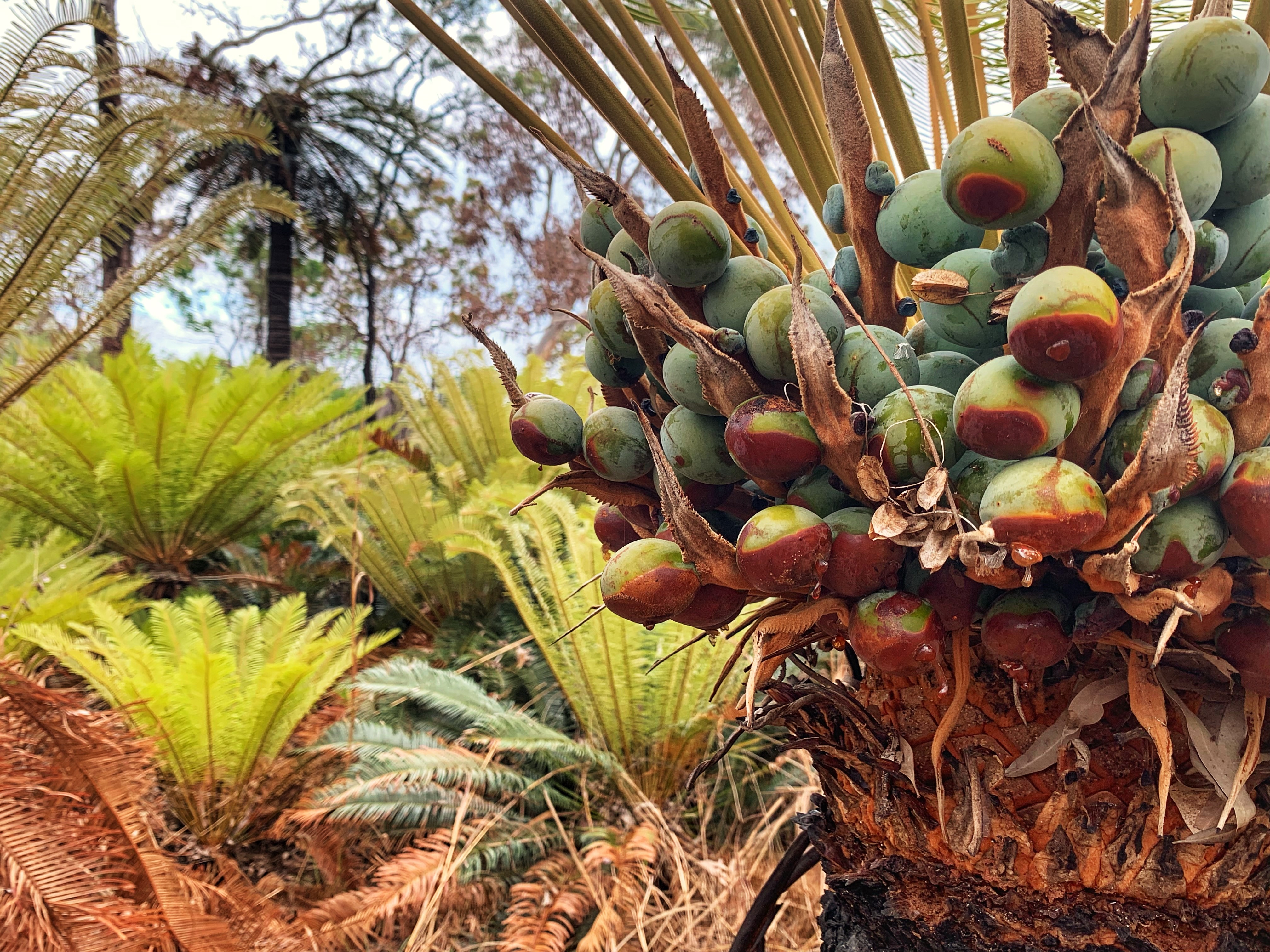 cycad