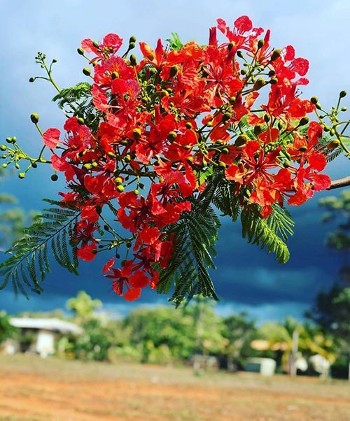 tree flower